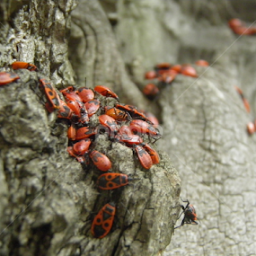 soldiers by Maria Semelevich - Animals Insects & Spiders