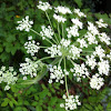 Queen Anne's Lace Wild Carrot