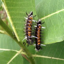 Milkweed tussock moth caterpillars