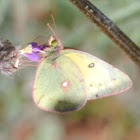 Orange Sulphur