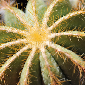 Cactus  by Joel Ortiz - Nature Up Close Other plants