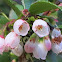 Manzanita Blossoms