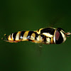 Yellow-shouldered Hover Fly or Common Hover Fly