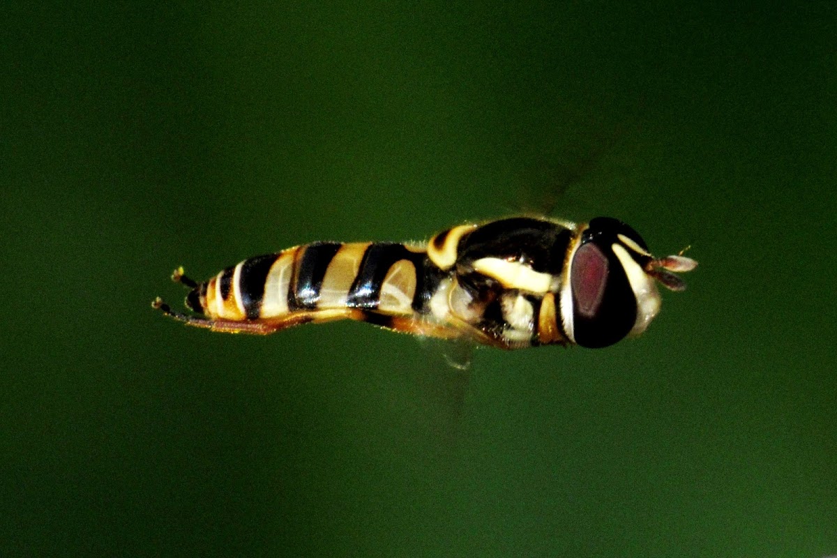 Yellow-shouldered Hover Fly or Common Hover Fly