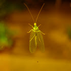 common green lacewing