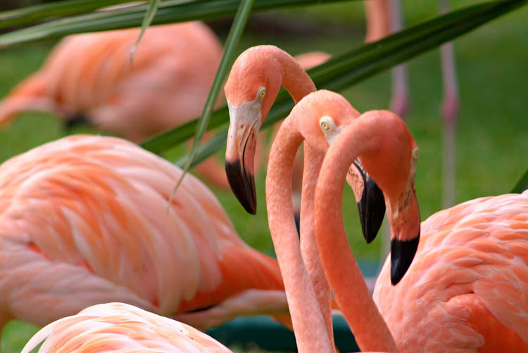 A flock of tangerine-colored flamingos on Cozumel.
