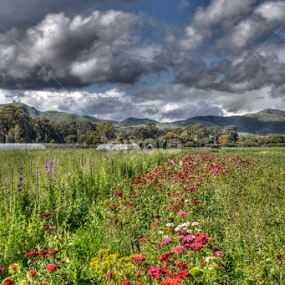by Colin Robinson - Landscapes Prairies, Meadows & Fields