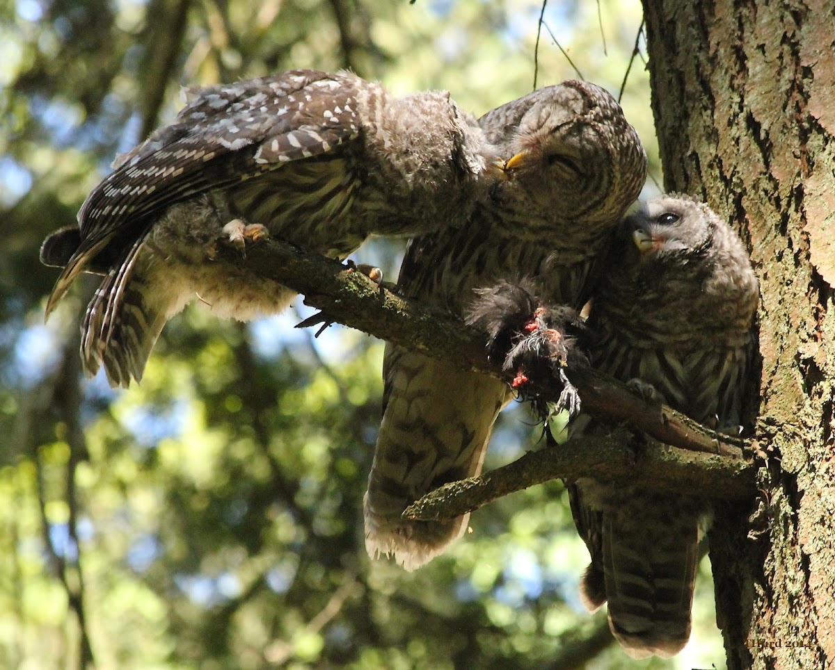 Barred Owl & Owlets