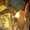 Giant rusty millipede
