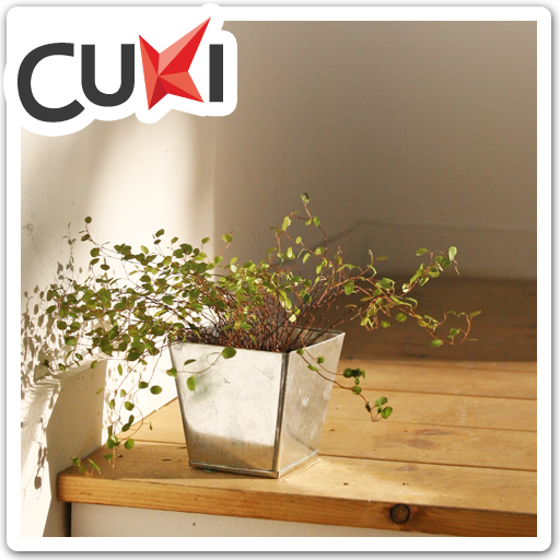 CUKI Theme Refresh tree pot LOGO-APP點子