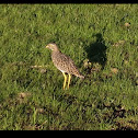 Spotted Thick-knee