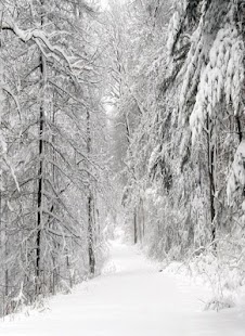 Free Download winter wallpapers APK for Android