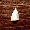 Snowy Urola Moth