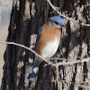 Eastern Bluebird