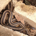 Garter snake