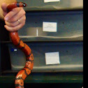 Honduran Milk Snake