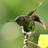 humming bird