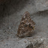 Hackberry Emperor