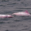 Chinese PinkDolphin