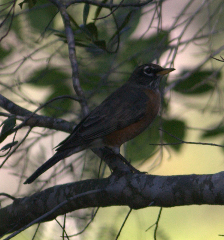 American Robin