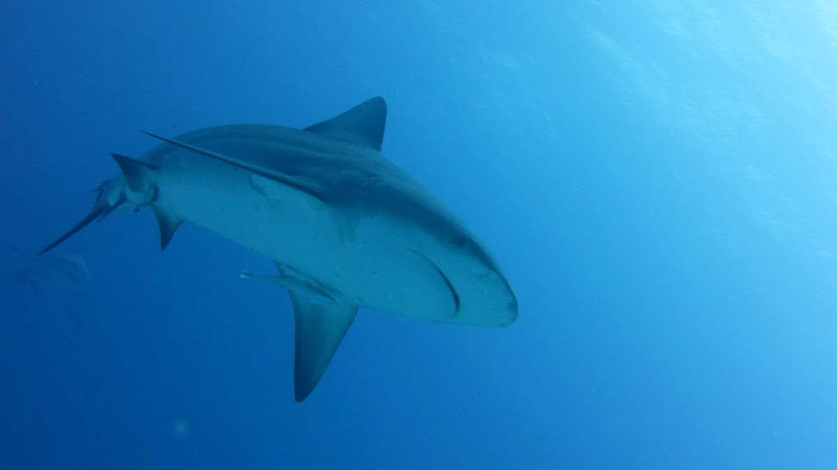 Bull shark