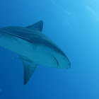 Bull shark