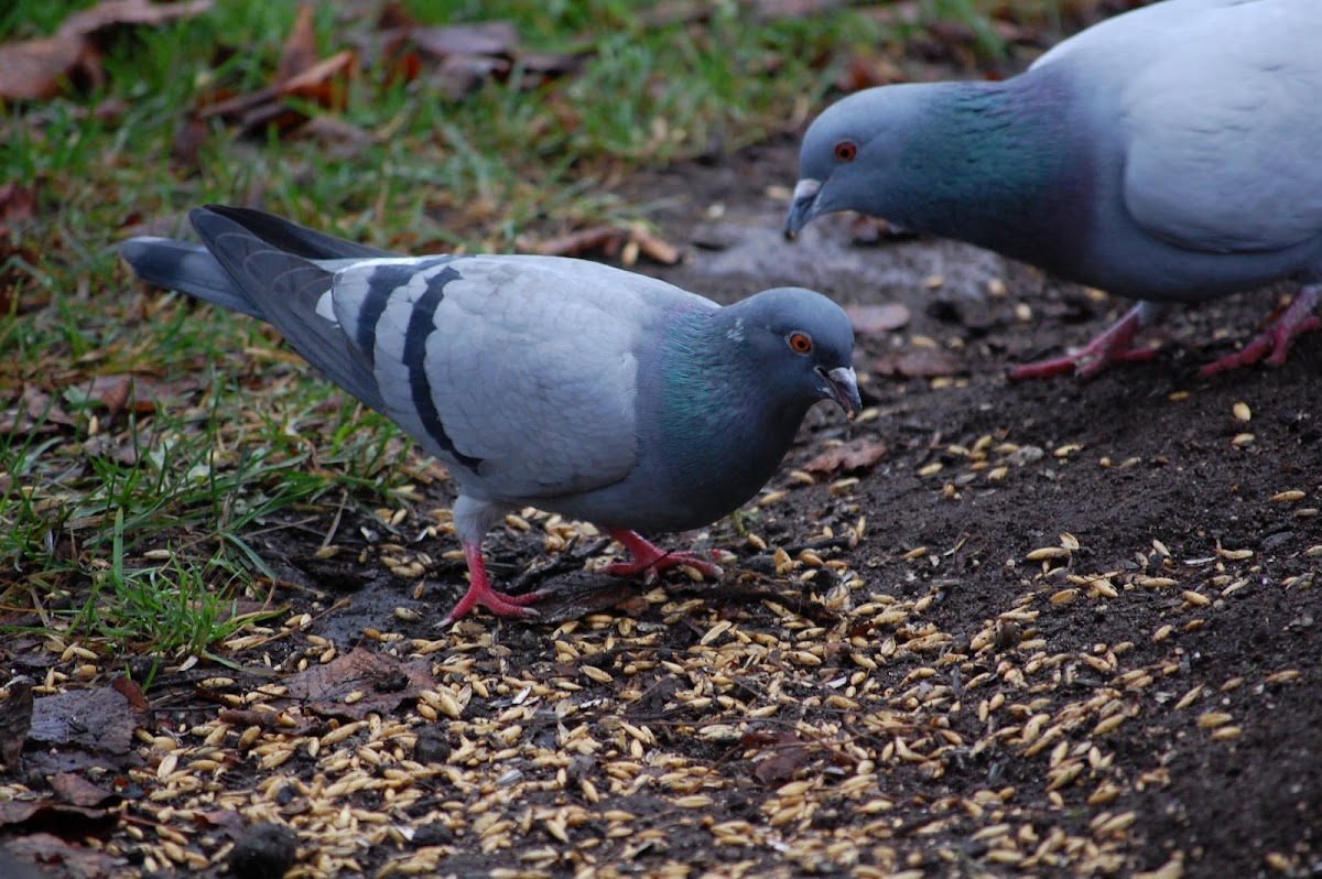 Feral Pigeon (city pigeons)