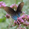 Pipevine Swallowtail