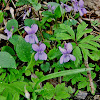 Common Dog-violet/Rivinova vijolica