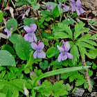 Common Dog-violet/Rivinova vijolica