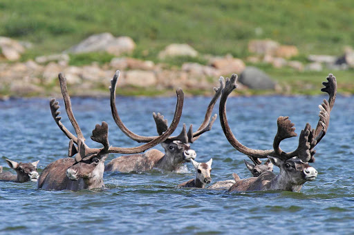 caribou-herd-Quebec - Caribou migrate in Nunavik, northern Quebec, Canada.