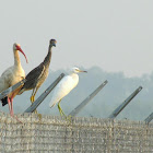 White Ibis, Yellow-crowned Night-Heron, Little Blue Heron