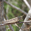 American Bird Grasshopper