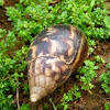 East African land snail, Caramujo Africano(PT-BR)