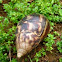 East African land snail, Caramujo Africano(PT-BR)