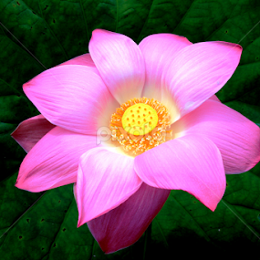 by Scuba Kars - Flowers Single Flower