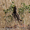 Crested Lark; Cogujada Común