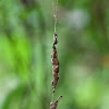 Dead-leaf mimic spider