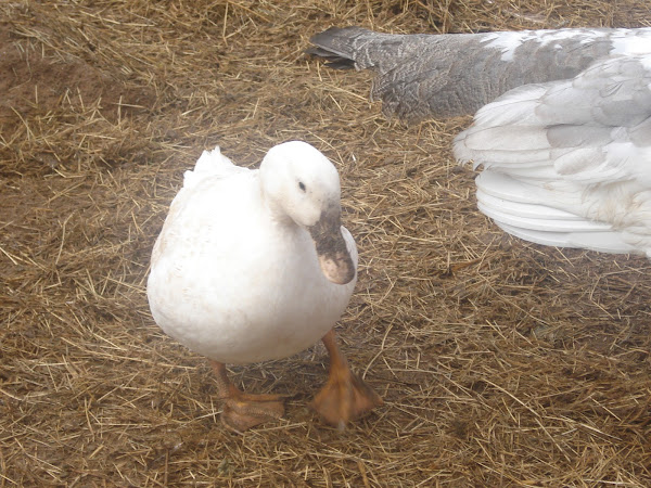 Albino Peacock, Pekin Duck, White Rabbit | Project Noah