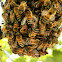 Swarm Honey Bee