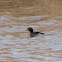 Little Grebe; Zampullín Chico