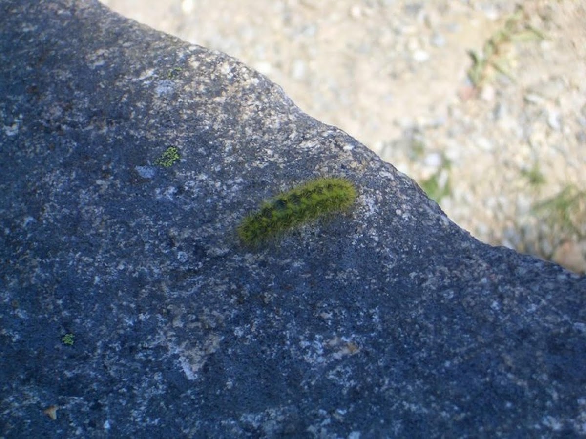 Io Moth Caterpillar