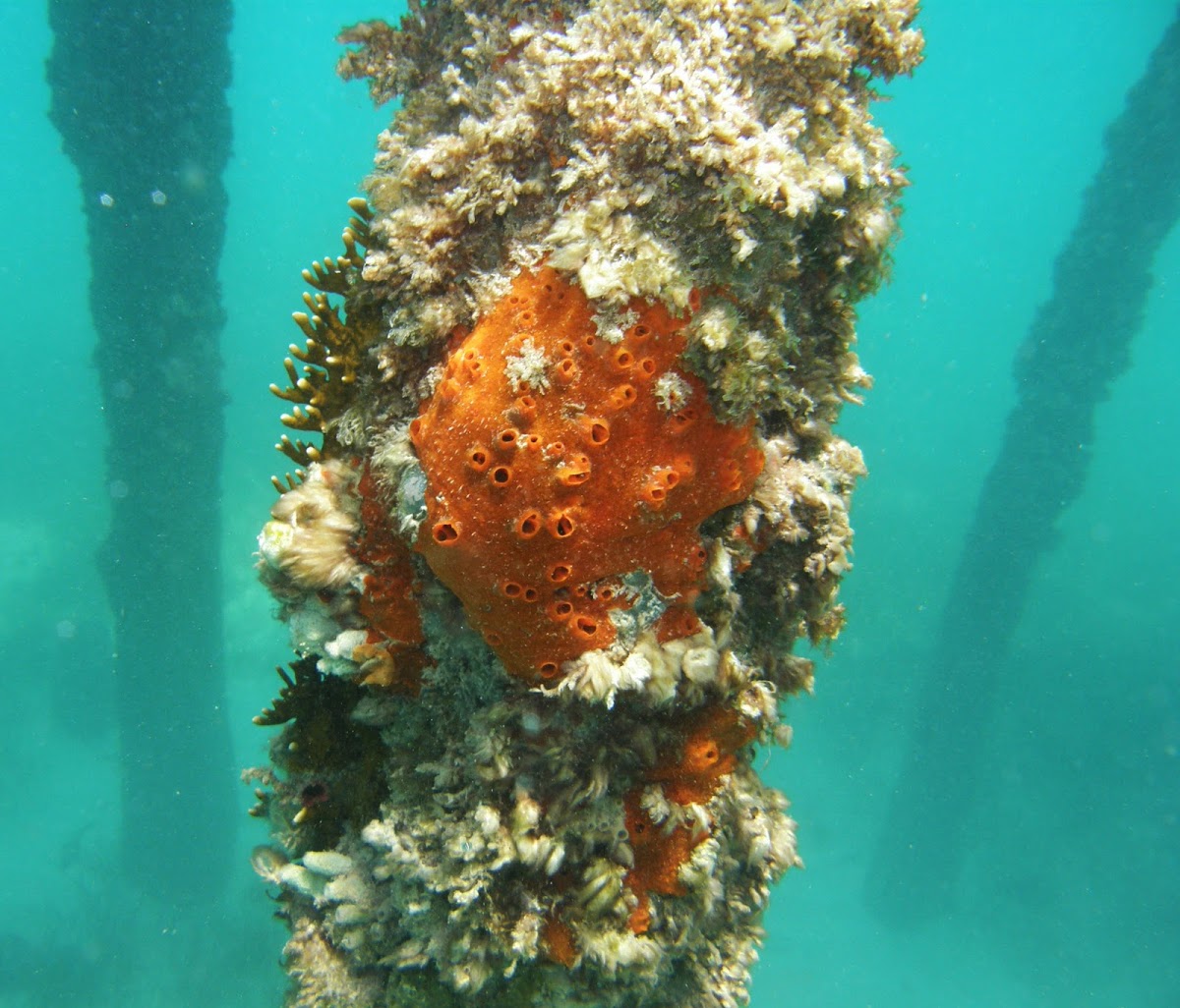 Red sea sponge