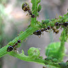 False honey ants and aphids