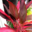 Hawaiian Ti Plant (red sister)