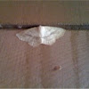 Buttery moth
