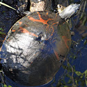 Florida red-bellied turtle