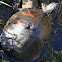Florida red-bellied turtle