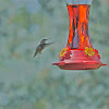 Broad Tailed Hummingbird (Female)