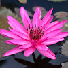 Water lily